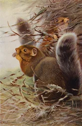 St Paul Squirrel