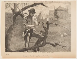 Spring Farm Work – Grafting