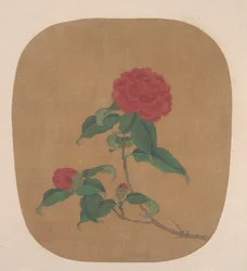 Camellia Flowers
