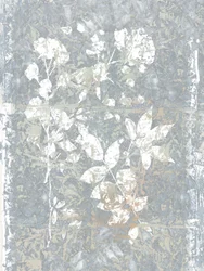 Abstract Grey Botanicals