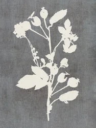 Botanical Rose Silhouette