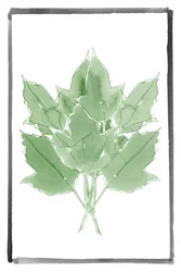 Fresh Green Leaves