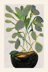 Lush Green Houseplant