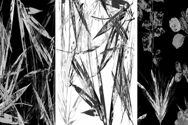 Monochrome Botanical Study