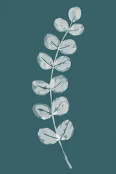 Soft Eucalyptus Leaves