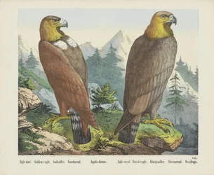 Golden Eagle
