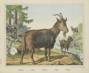 Goats, Chevres, Ziegen, Capre, Geiten (title on object)