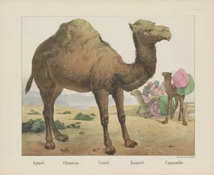 Camel