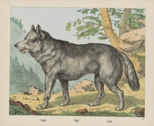 Wolf