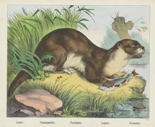 Common Otter