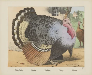 Turkey (title on object)