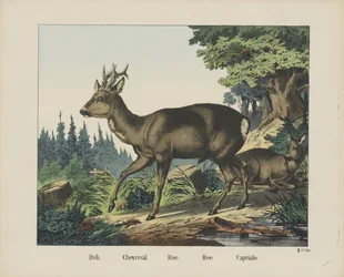 Roe Deer