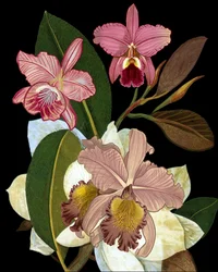 Elegant Pink Orchids