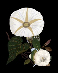Elegant White Morning Glories