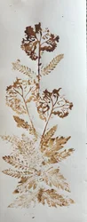 Yarrow, 2025