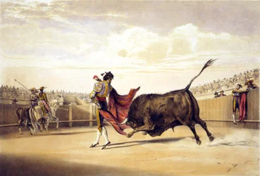 Bull charging as matador plays the cape