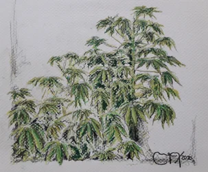 Cassava Plant