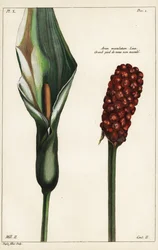 Cuckoo-pint or Wild Arum, Flower and Fruit, Arum maculatum, Linn