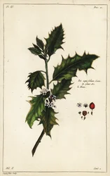 European Holly, Ilex aquifolium, Linn