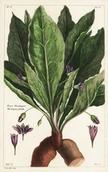 Mandrake, female