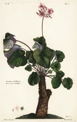 Unresolved Species of Geranium, Geranium umbellicatum